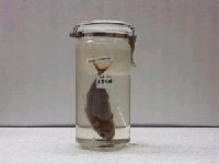 藏品(金帶花鯖)的圖片